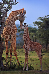 giraffe in the savannah with baby