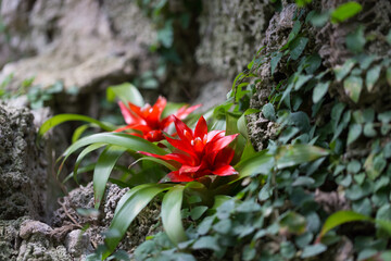 Tropikalne, czerwone kwiaty, Guzmania, Bromeliowate, rośliny w czasie kwitnienia 