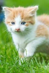 Ginger little kitten close-up on a green grass blurry background in a colorful backyard. Funny domestic animals.