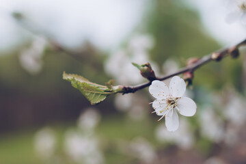 Cherry blossom in soft focus with bokeh effect