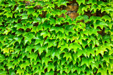 Fototapeta na wymiar Green leaves of wild grapes. Natural green background. Magic wall braided with grapes. The concept of the old summer garden. Sunny spring day.