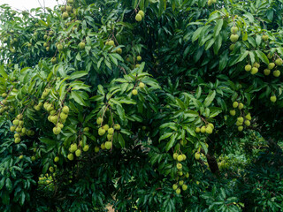 Lychee tropical fruits in growth on tree