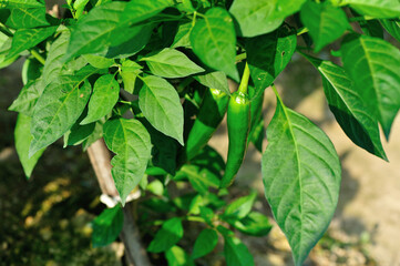 Green chilli pepper plants in growth at vegetable garden