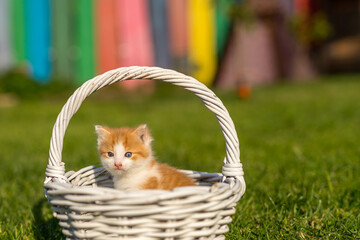 Fototapeta na wymiar Ginger little kitten portrait in a beautiful white basket made from twigs on green grass in a colorful backyard. Funny domestic animals.