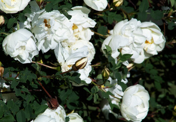 Fototapeta na wymiar Blooming Bush of white double brier.