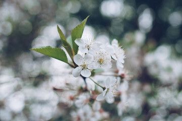 Cherry blossom in soft focus with bokeh effect