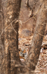 Tiger hiding behind the tree