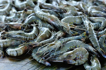 closeup of fresh prawn selling on sale