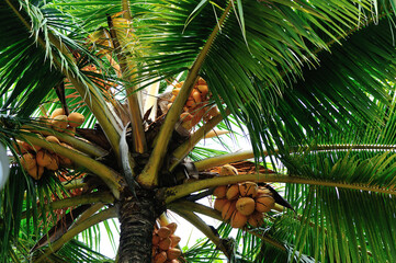 king coconut fruits grow on tree