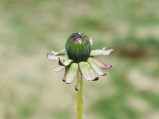 Close-up on bud of dandelion Taraxacum in a green meadow