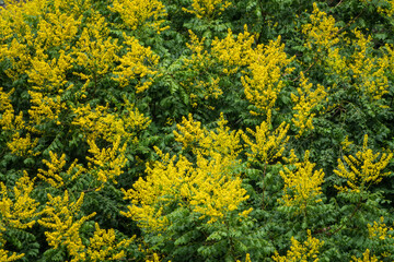 Mimosa flowers branches. Acacia derwentii with yellow flowers.