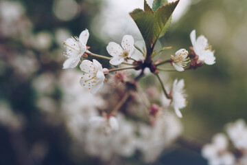 Cherry blossom in soft focus with bokeh effect