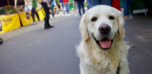 Sweet fluffy white golden retriever puppy in outdoor market