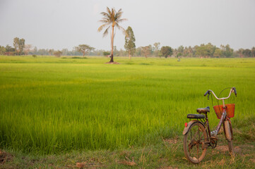 bicycle on the rice field