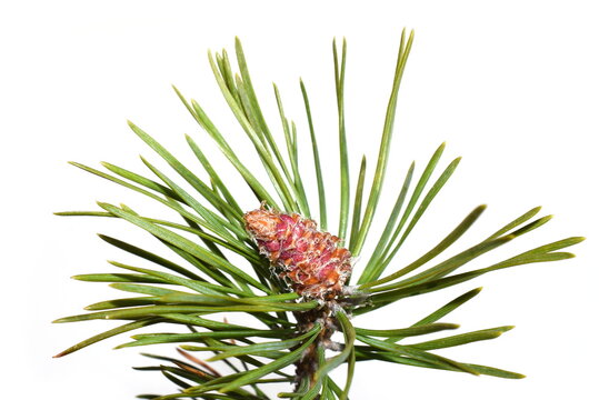 Branch from pine tree with red young cones on white background