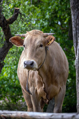 H&uuml;bsches junges Rind mit H&ouml;rnern und Lederriemen um den Hals