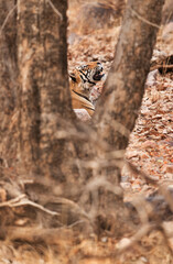 A Tiger cub resting behind the tree