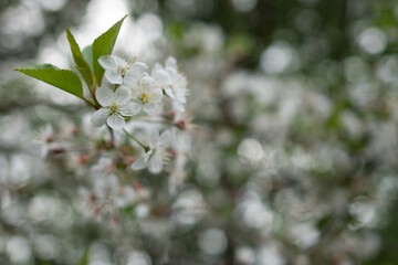 Cherry blossom in soft focus with bokeh effect