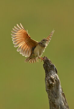 red wing lark with open wings