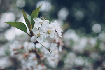Cherry blossom in soft focus with bokeh effect