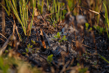 Soft focused close up shot of young reed sprouts on burnt ground of swamp. Renewal after natural fire. Global warming, hot climate, regrowth, nature recovery, hope concept.