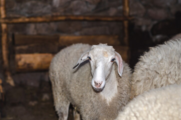 White sheep is looking at the camera in the pen
