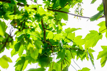 sycamore leaves in lit by sunlight summer