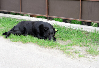 Black stray dog ​​lies on the grass near the fence