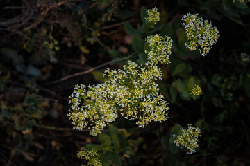 Small white wildflowers at springtime, top view