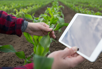 Farmer checking corn plant quality and growth in field