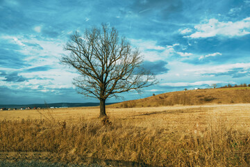 Fototapeta na wymiar Photo of a single tree on a field near a small village. Great blue sky in the background