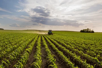 Wandaufkleber Tractor harrowing corn field © Budimir Jevtic