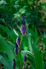 Garden purple irises starting to bloom