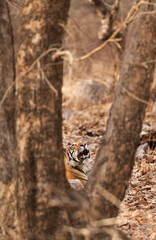 Tiger cub resting behind the tree