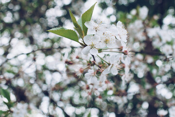 Branches of a blossoming cherry