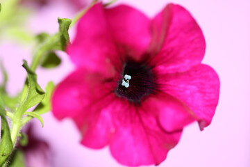 White stamens into purple petunia flower, in soft focus, macro, isolated on pink background