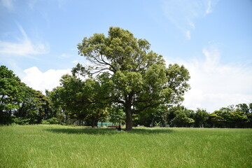 自然公園の一本木