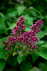 Purple lilac flower growing in garden, before full bloom