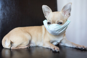 Sick mini chihuahua dog wearing medical mask, stop coronavirus COVID-19, illness