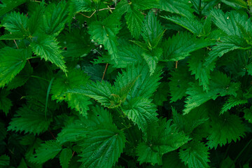 Green nettles shrub. Natural background. Closeup view