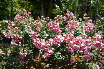 庭にバラいっぱい！！