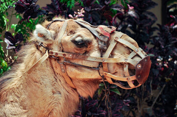 Camel ready for a ride, tourist attraction - Fuerteventura, Spain