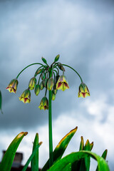 Obraz premium View of flowers growing in garden with dark sky in the background