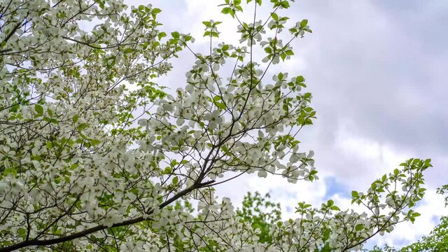 Beautiful white flowers on a flowering cornus florida (american dogwood)