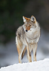 A lone coyote (canis latrans) portrait standing on a snow covered cliff hunting in the winter snow in Canada