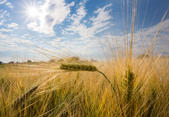 Golden barley plant on sunny day
