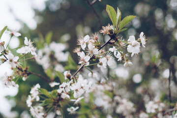 Branches of a blossoming cherry