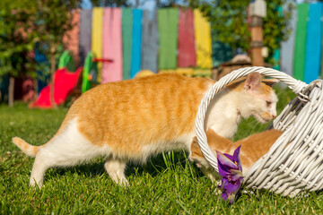 Ginger cat and newborn kitten playing on green grass
