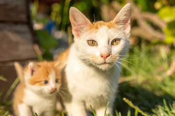 Fototapeta na wymiar Ginger cat and newborn kitten playing on green grass