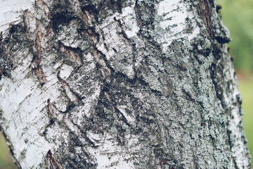 The close-up of birch bark